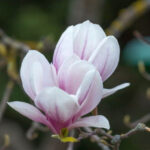 Magnolia Flower – Meaning, Symbolism and Colors