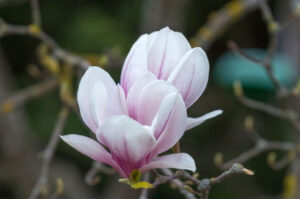 Magnolia Flower – Meaning, Symbolism and Colors