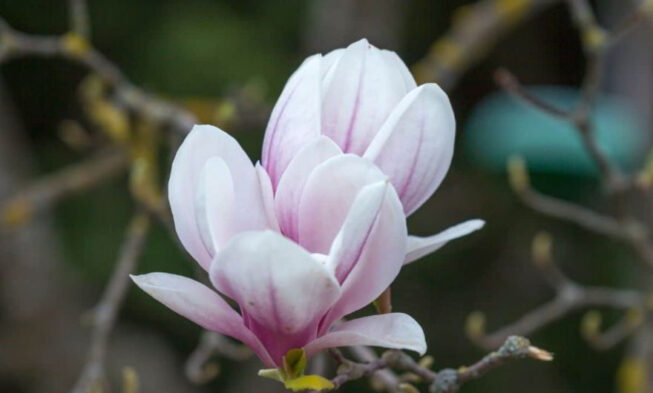 Magnolia Flower Meaning and Symbolism in Everyday Lives img