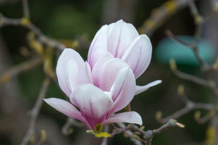 magnolia-flower-meaning-discover-the-most-interesting-facts-about-it