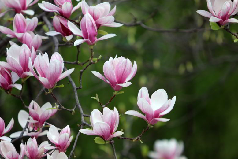 Magnolia Flower Meaning in A Dream