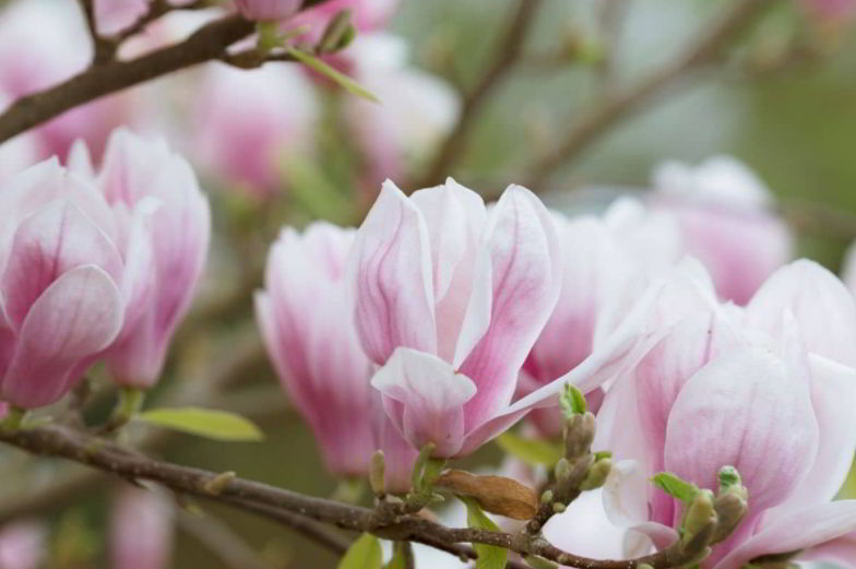 Magnolia Flower Meaning