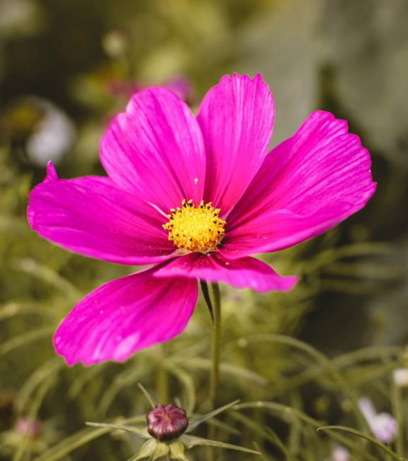 cosmos flower meaning