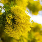 Mimosa Flowers: Meaning and Symbolism