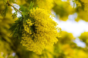 Mimosa Flowers: Meaning and Symbolism