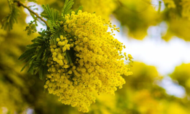 Mimosa Flower Meaning, Symbolism, and Cultural Significance img