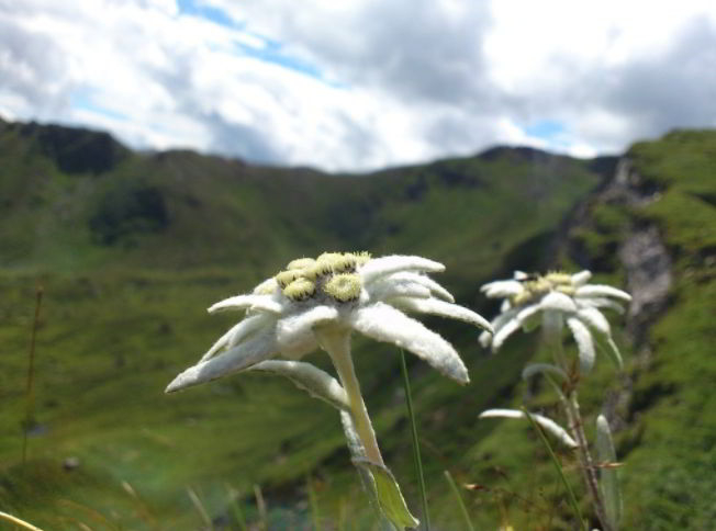 Edelweiss flower meaning