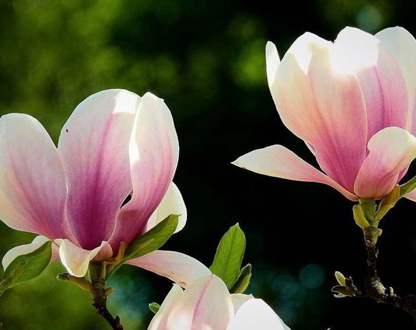 Origins of Magnolia Flower