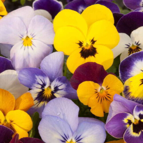 Pansy Meaning, Symbolism, and Characteristics Natgeos