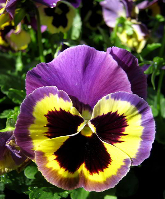 Pansy healing properties