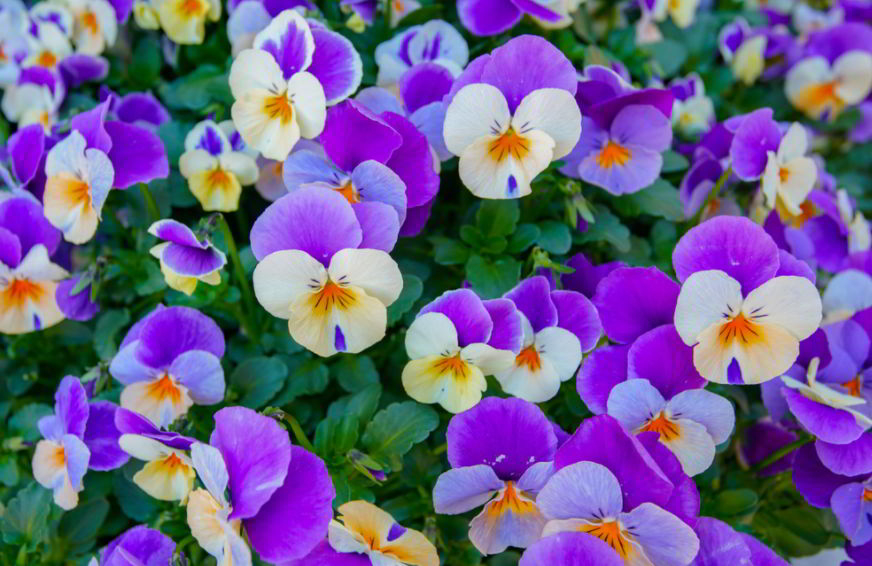 Pansy meaning in different colors