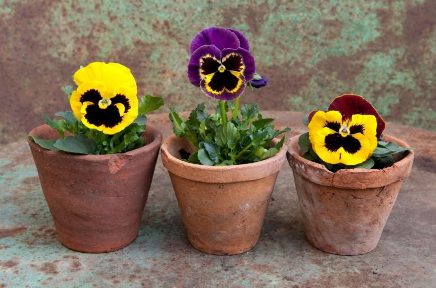 Pansy origins