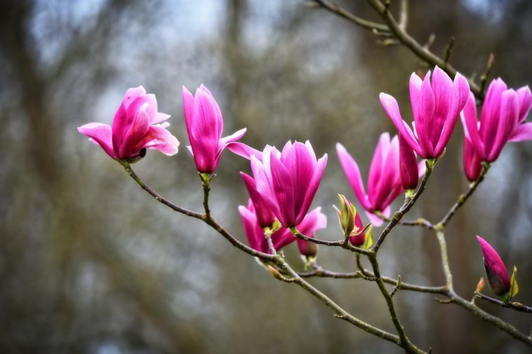 Pink Magnolia Flower Meaning