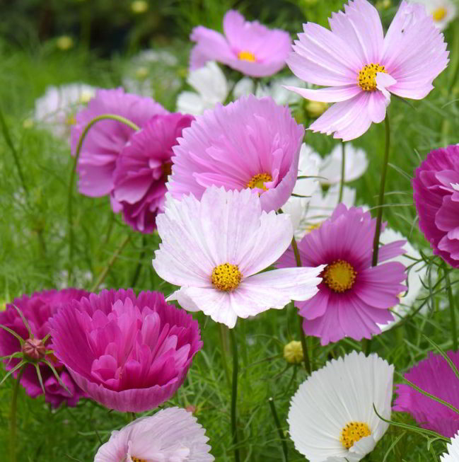 Characteristics of Cosmos Flower