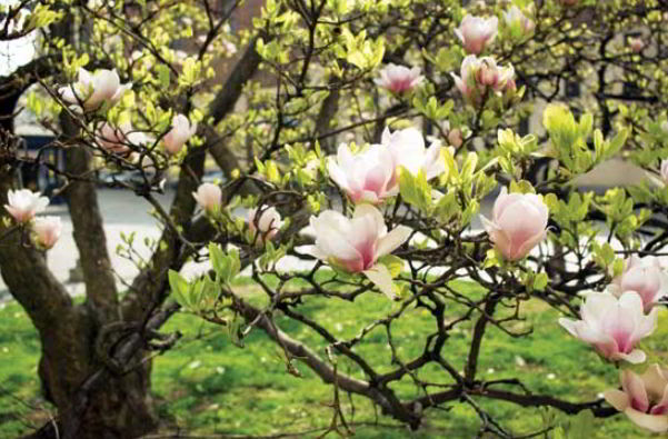 Uses of Magnolia Flower