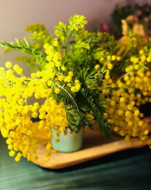 mimosa flower meaning