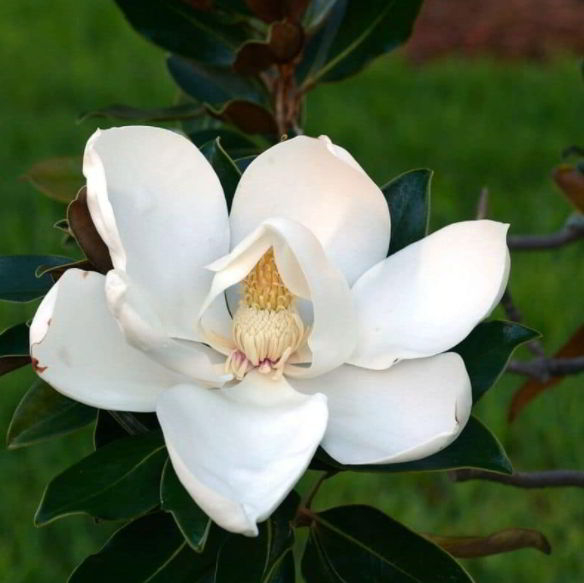 White Magnolia Flower Meaning