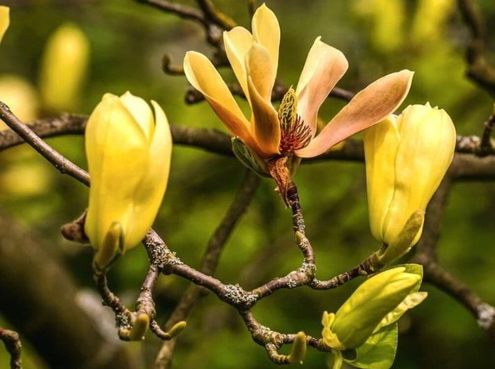 Yellow Magnolia Flower Meaning