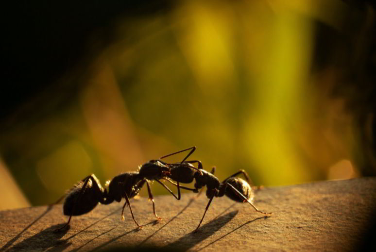 ant 3 Letter Animals