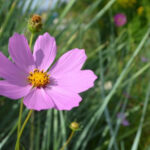 Amazing Meaning and Symbolism of Cosmos Flower