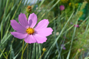 Amazing Meaning and Symbolism of Cosmos Flower
