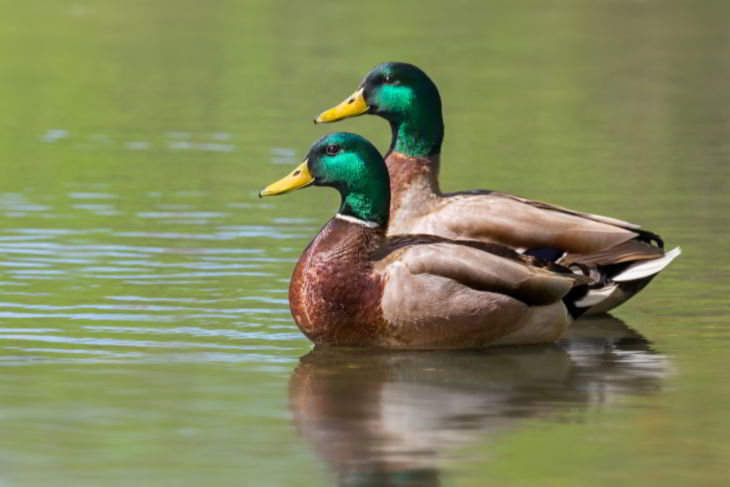 species in the waterfowl