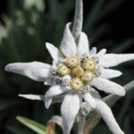 Amazing edelweiss flower meaning