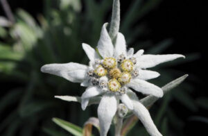 Amazing edelweiss flower meaning