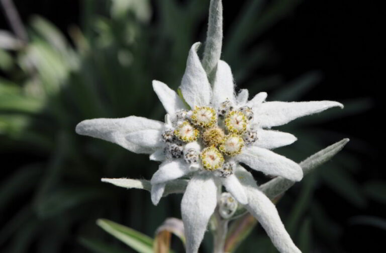 Edelweiss Meaning Symbolism And The History Behind It Natgeos