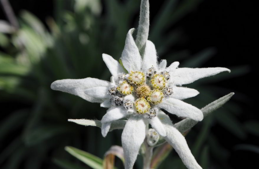 Amazing edelweiss flower meaning