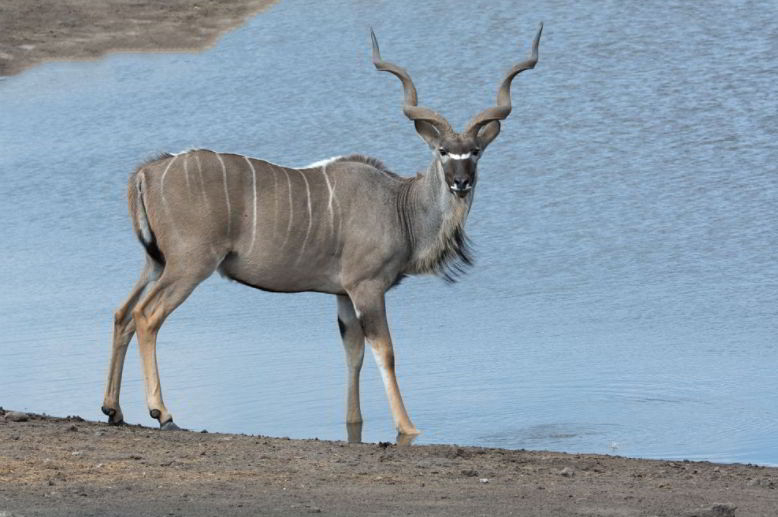 kudu four letter animals