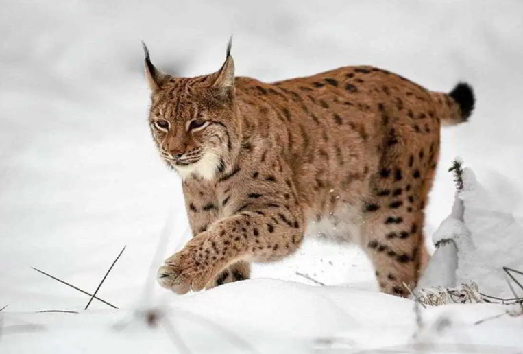 lynx the animal