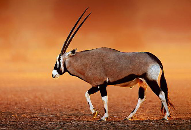 oryx four letter animals