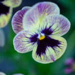 Pansy meaning, origins, and other interesting facts