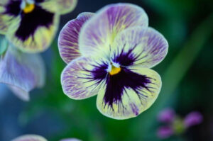 Pansy meaning, origins, and other interesting facts