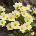 primrose flower meaning