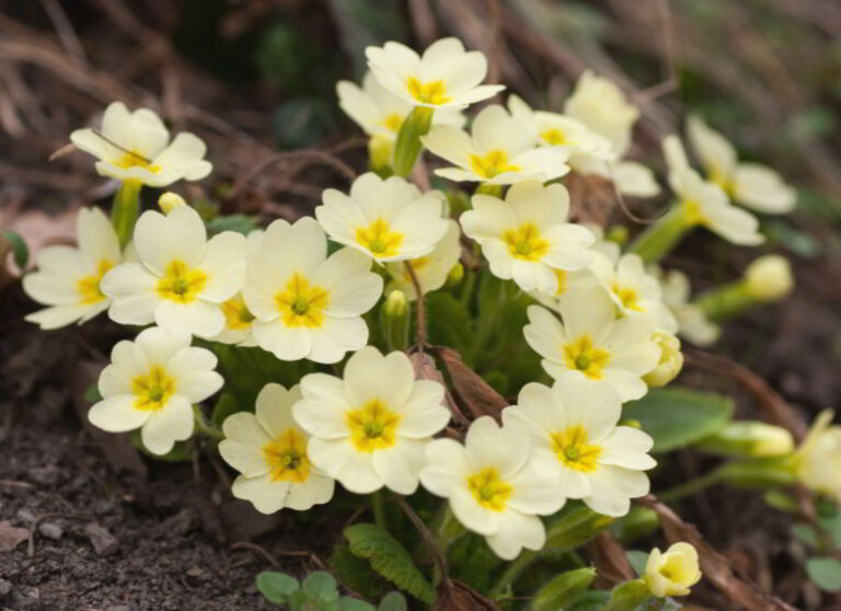 the-symbolic-primrose-interpreting-its-many-meanings-symbol-sage