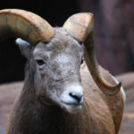 Animals that Have 3 Letters in Their Name