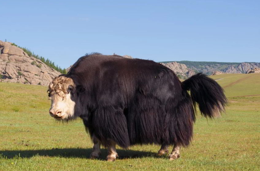 yak animals