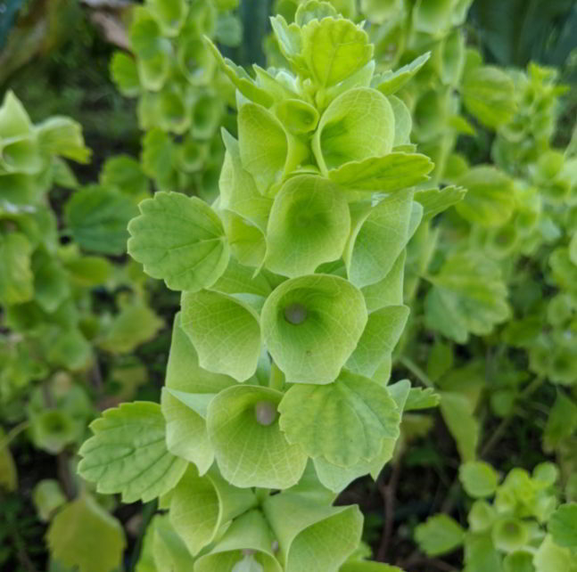 Bells of Ireland Flower