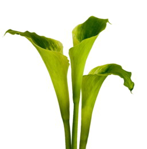 Green Calla Lily