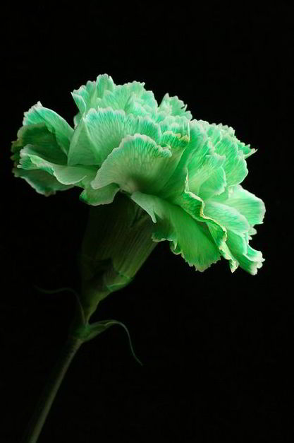 Carnation Flower