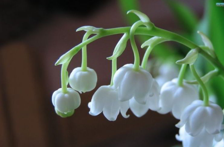 Characteristics of lily of the valley