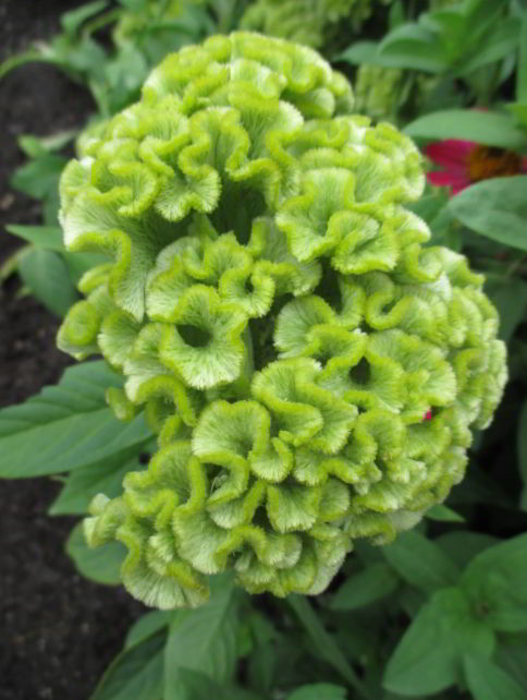 Green Cockscomb