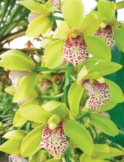 Cymbidium Orchid green flower