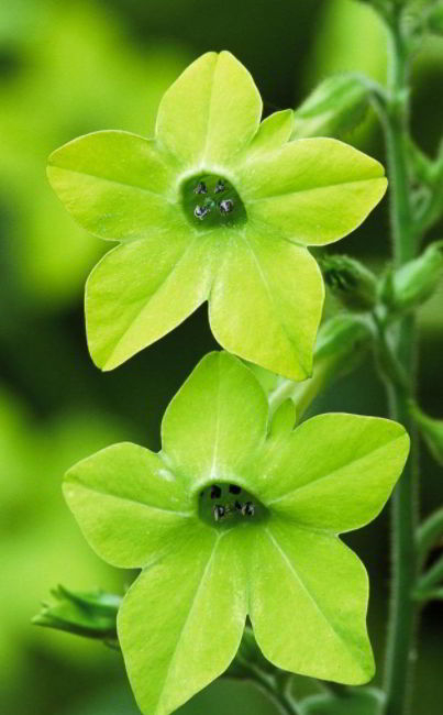 Green Flowering Tobacco