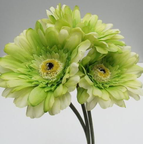 Gerbera Flower