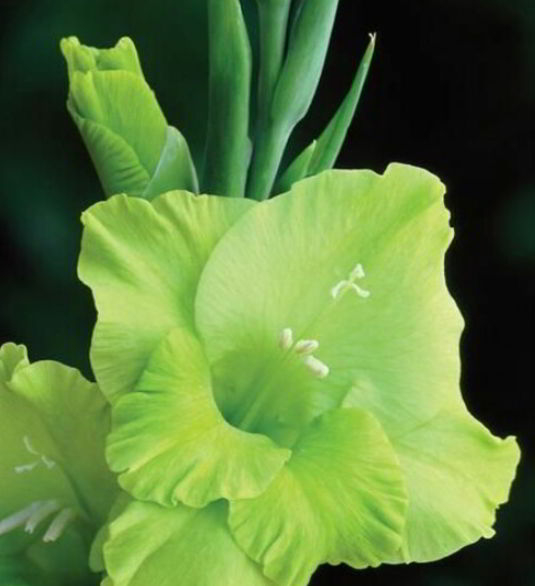 Gladiolus green flower