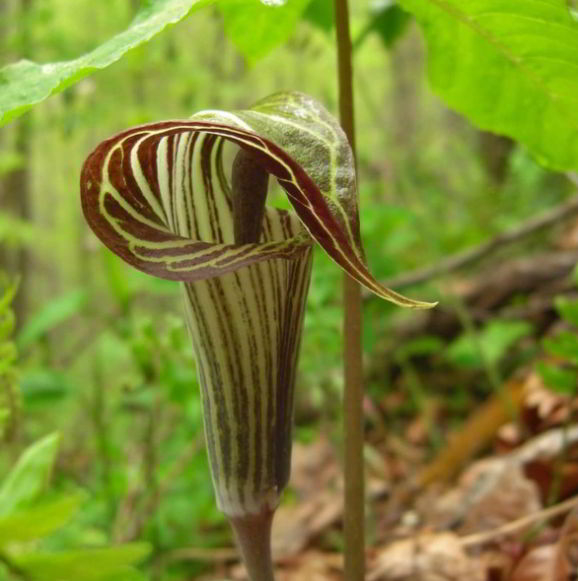 Green Jack in the Pulpit