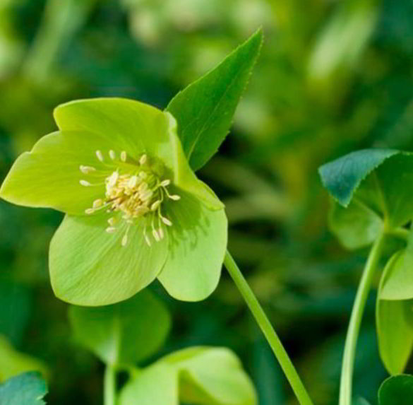 Hellebores Flower